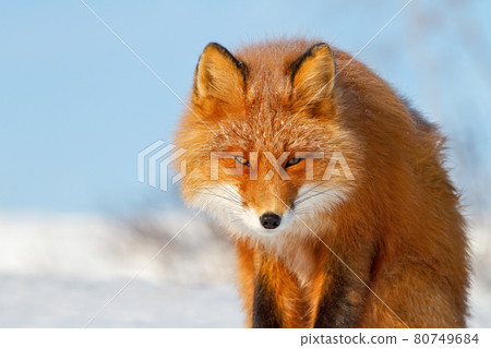 Red fox (Vulpes vulpes) Red fox (Vulpes vulpes) 80749684