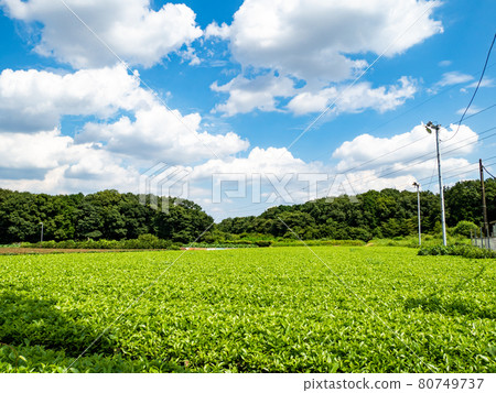 Scenery of the famous tea producing area Sayama tea with fresh young leaves Scenery of the famous tea producing area Sayama tea with fresh young leaves 80749737