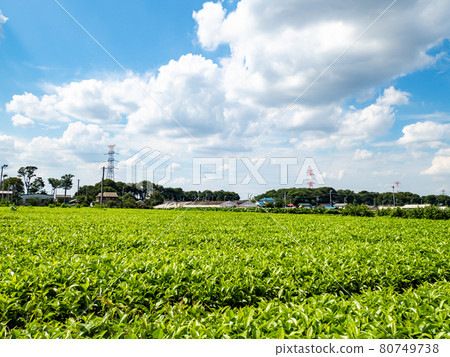 Scenery of the famous tea producing area Sayama tea with fresh young leaves Scenery of the famous tea producing area Sayama tea with fresh young leaves 80749738
