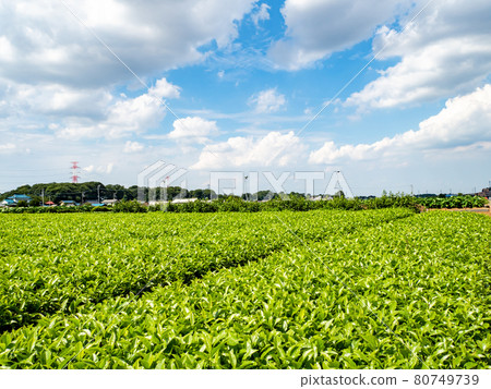 Scenery of the famous tea producing area Sayama tea with fresh young leaves 80749739