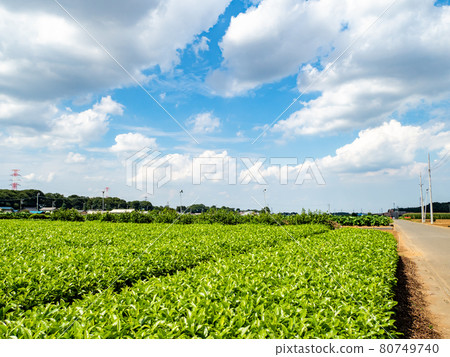 Scenery of the famous tea producing area Sayama tea with fresh young leaves Scenery of the famous tea producing area Sayama tea with fresh young leaves 80749740