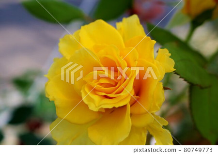 A calming yellow rose flower with a nice scent May 80749773