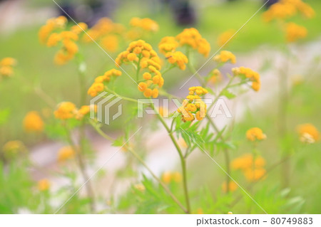 咖哩植物花 80749883