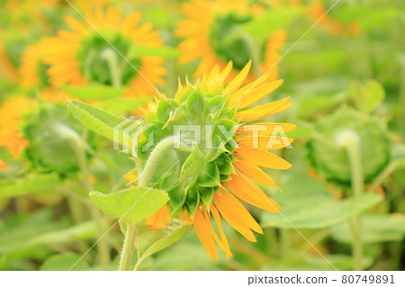 向日葵的花朵 向日葵的花朵 80749891