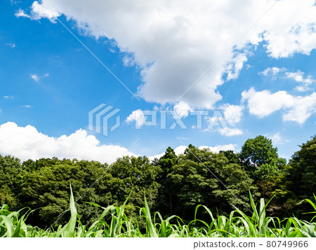 Scenery of Japanese agriculture: blue sky and fresh corn field 80749966