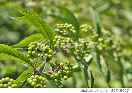 Summer green beautyberry fruit Summer green beautyberry fruit 80749967