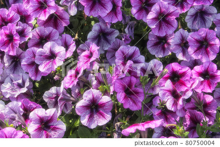 Purple and Pink Petunias in bright sunlight Purple and Pink Petunias in bright sunlight 80750004