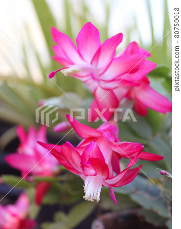 Christmas Cactus in Bloom With Pink Flowers S. truncata 80750018