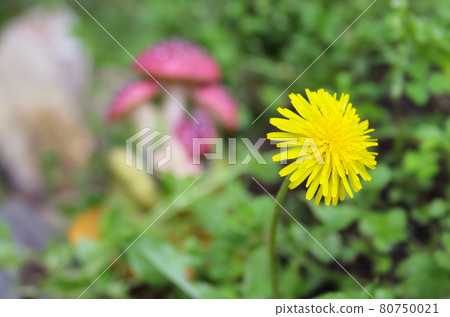 Dandelions in Spring with mushrooms in background Dandelions in Spring with mushrooms in background 80750021