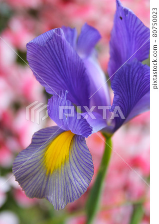 Purple Iris in Springtime Garden Outdoors Purple Iris in Springtime Garden Outdoors 80750023