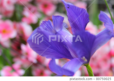 Purple Iris in Springtime Garden Outdoors Purple Iris in Springtime Garden Outdoors 80750025