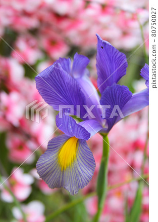 Purple Iris in Springtime Garden Outdoors Purple Iris in Springtime Garden Outdoors 80750027