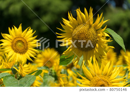 Sunflower field in full bloom against a blue sky background Sunflower field in full bloom against a blue sky background 80750146