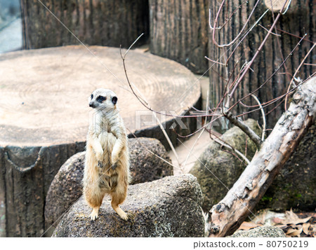 Cute and fun meerkat figure watchman Cute and fun meerkat figure watchman 80750219