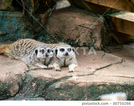 A cute and fun meerkat figure relaxing with two A cute and fun meerkat figure relaxing with two 80750266