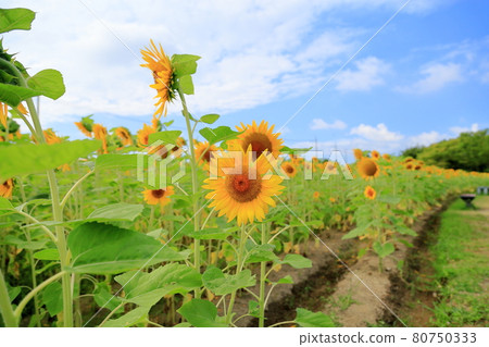Sunflower flowers Sunflower flowers 80750333