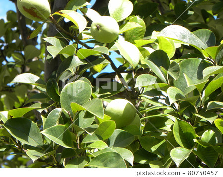 The quince fruit is growing steadily 80750457