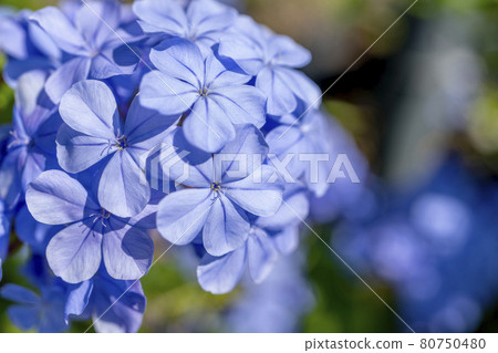 Blue periwinkle flower on blurred background. Vinca ornamental flowers in blooming on the summer garden. Selective focus, macro close up 80750480