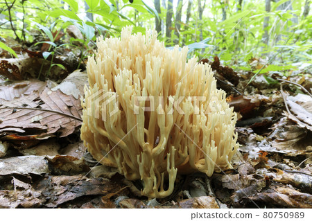 City of Sapporo 80750989