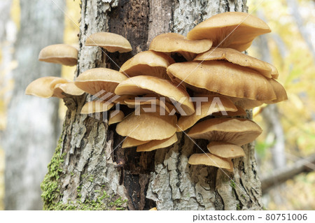 Mukitake Sapporo City 80751006