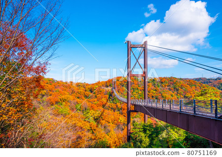 Prefectural Forest Autumn Leaves and Suspension Bridge in Hoshida Garden Prefectural Forest Autumn Leaves and Suspension Bridge in Hoshida Garden 80751169