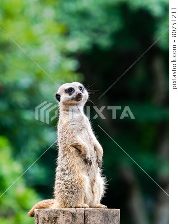 可愛又有趣的貓鼬圖守望者 80751211