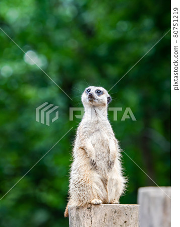 Cute and fun meerkat figure watchman 80751219