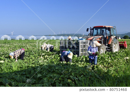 Photographing the scenery of pumpkin harvesting in Assabu, Hokkaido in the summer Photographing the scenery of pumpkin harvesting in Assabu, Hokkaido in the summer 80751468