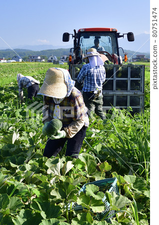 Photographing the scenery of pumpkin harvesting in Assabu, Hokkaido in the summer Photographing the scenery of pumpkin harvesting in Assabu, Hokkaido in the summer 80751474