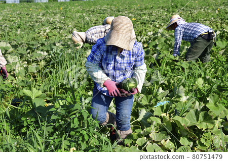 拍攝夏季北海道淺茶生南瓜收穫的風景 拍攝夏季北海道淺茶生南瓜收穫的風景 80751479
