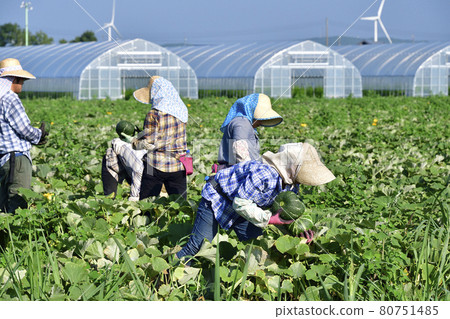 Photographing the scenery of pumpkin harvesting in Assabu, Hokkaido in the summer Photographing the scenery of pumpkin harvesting in Assabu, Hokkaido in the summer 80751485