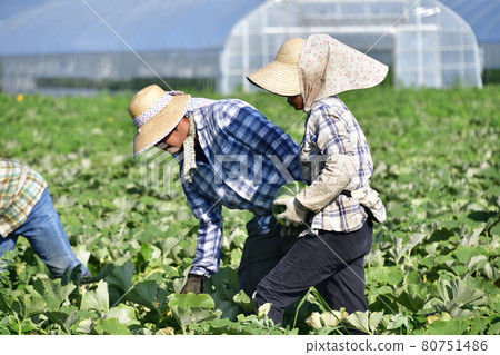 Photographing the scenery of pumpkin harvesting in Assabu, Hokkaido in the summer Photographing the scenery of pumpkin harvesting in Assabu, Hokkaido in the summer 80751486