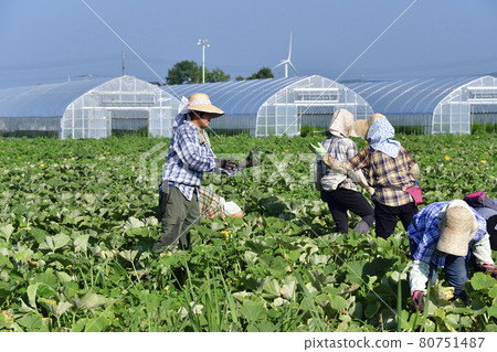 Photographing the scenery of pumpkin harvesting in Assabu, Hokkaido in the summer Photographing the scenery of pumpkin harvesting in Assabu, Hokkaido in the summer 80751487