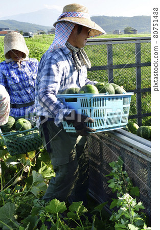 Photographing the scenery of pumpkin harvesting in Assabu, Hokkaido in the summer Photographing the scenery of pumpkin harvesting in Assabu, Hokkaido in the summer 80751488