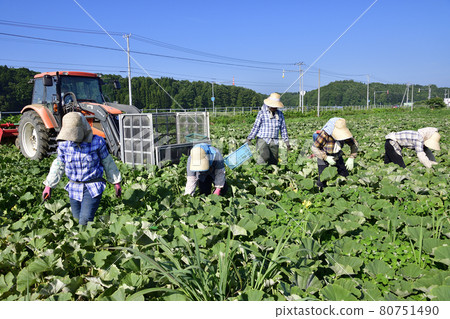 拍攝夏季北海道淺茶生南瓜收穫的風景 拍攝夏季北海道淺茶生南瓜收穫的風景 80751490