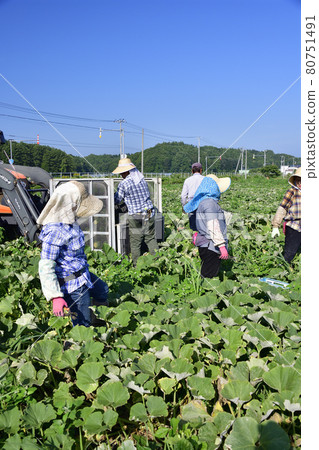 拍攝夏季北海道淺茶生南瓜收穫的風景 80751491