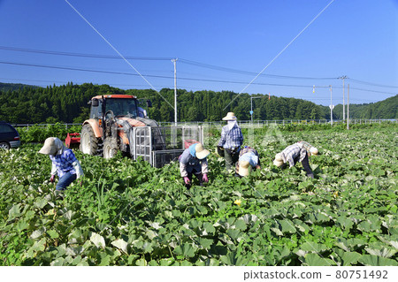 拍攝夏季北海道淺茶生南瓜收穫的風景 拍攝夏季北海道淺茶生南瓜收穫的風景 80751492