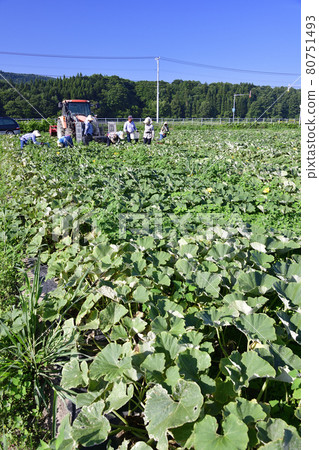 Photographing the scenery of pumpkin harvesting in Assabu, Hokkaido in the summer Photographing the scenery of pumpkin harvesting in Assabu, Hokkaido in the summer 80751493