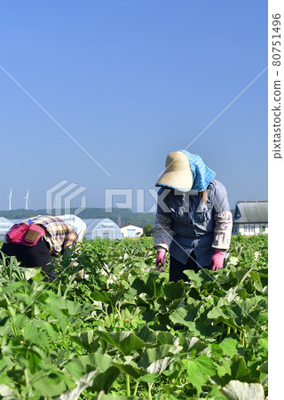 Photographing the scenery of pumpkin harvesting in Assabu, Hokkaido in the summer 80751496