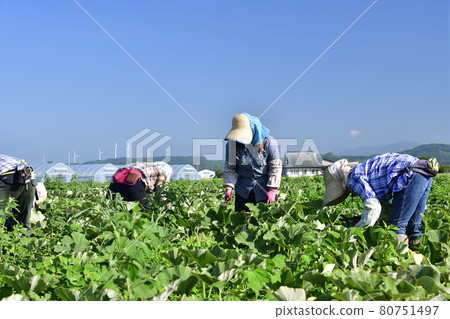 拍攝夏季北海道淺茶生南瓜收穫的風景 拍攝夏季北海道淺茶生南瓜收穫的風景 80751497