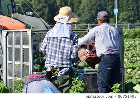 拍攝夏季北海道淺茶生南瓜收穫的風景 拍攝夏季北海道淺茶生南瓜收穫的風景 80751498