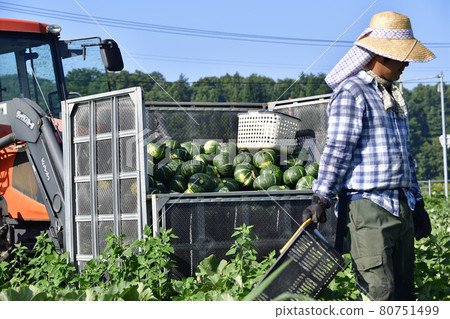 拍攝夏季北海道淺茶生南瓜收穫的風景 拍攝夏季北海道淺茶生南瓜收穫的風景 80751499