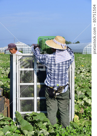 拍攝夏季北海道淺茶生南瓜收穫的風景 拍攝夏季北海道淺茶生南瓜收穫的風景 80751504