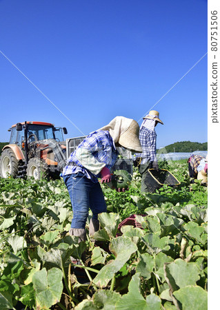 Photographing the scenery of pumpkin harvesting in Assabu, Hokkaido in the summer 80751506
