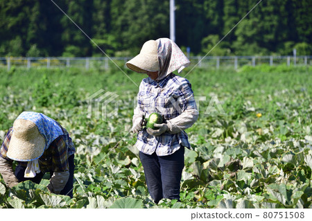Photographing the scenery of pumpkin harvesting in Assabu, Hokkaido in the summer Photographing the scenery of pumpkin harvesting in Assabu, Hokkaido in the summer 80751508