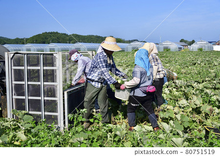 拍攝夏季北海道淺茶生南瓜收穫的風景 拍攝夏季北海道淺茶生南瓜收穫的風景 80751519
