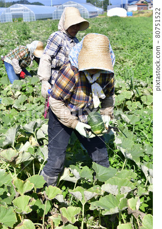 Photographing the scenery of pumpkin harvesting in Assabu, Hokkaido in the summer Photographing the scenery of pumpkin harvesting in Assabu, Hokkaido in the summer 80751522