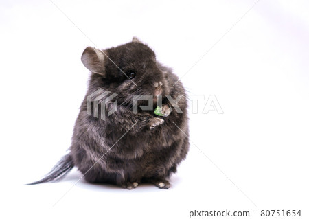 cute chinchilla eating on white background cute chinchilla eating on white background 80751654