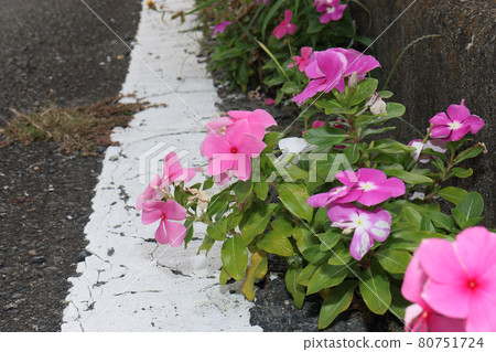 盛夏柏油路上盛開的鮮花 80751724