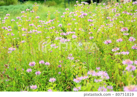 Wild bergamot flowers Wild bergamot flowers 80751819
